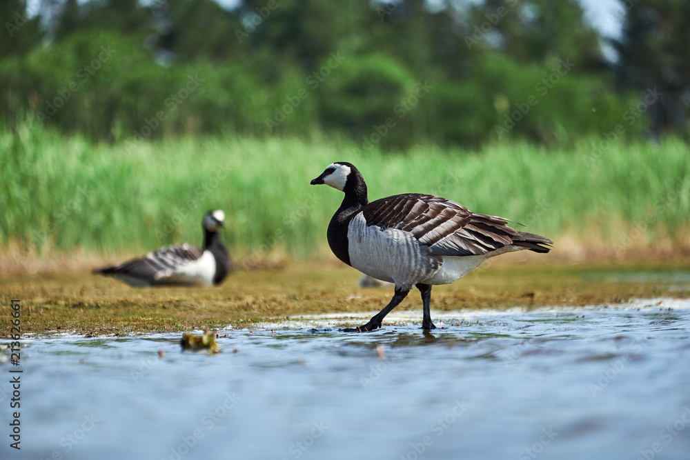Barnacle geese with chicks Barnacle geese with chicks