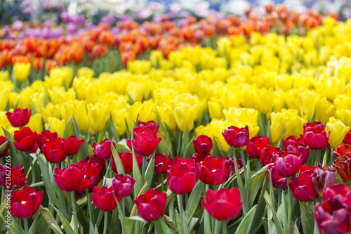 Beautiful colorful tulip garden, nature concept, spring season