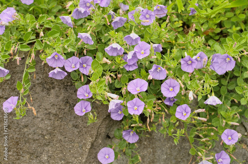 Blue rock bindweed or Ground blue convolvulus or Ground morning glory (Convolvulus sabatius, Convolvulus mauritanicus) is trailing perennial plant with delicate flat trumpet like violet blue flowers photo