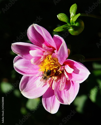 Garten Sommergarten Dahlie