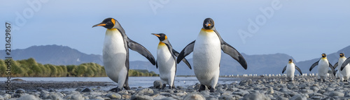 King Penguins  Salisbury Plain  South Georgia Island  Antarctic