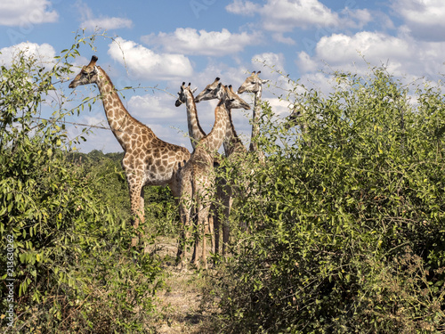 Herd of South African giraffe Giraffa giraffa giraffa  Chobe National Park  Botswana