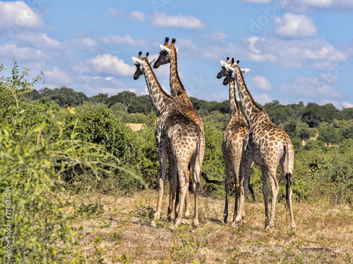 Herd of South African giraffe Giraffa giraffa giraffa, Chobe National Park, Botswana
