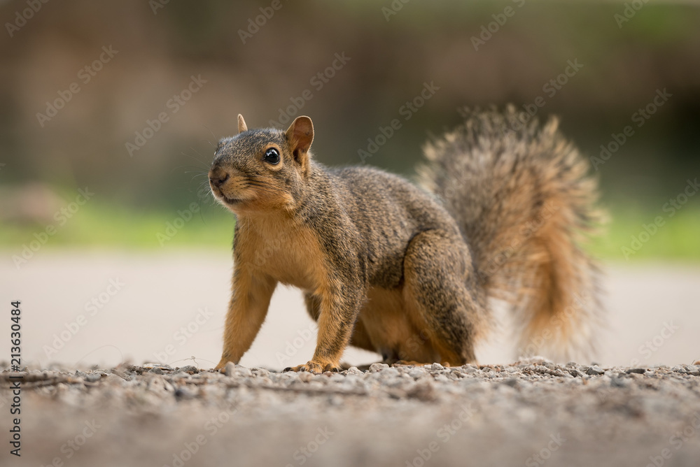 Squirrel Squirrel