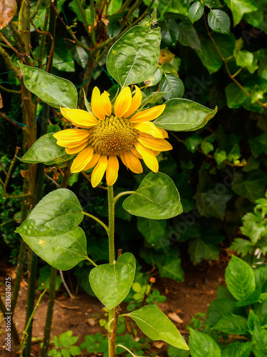 Kleine Sonnenblume im Garten
