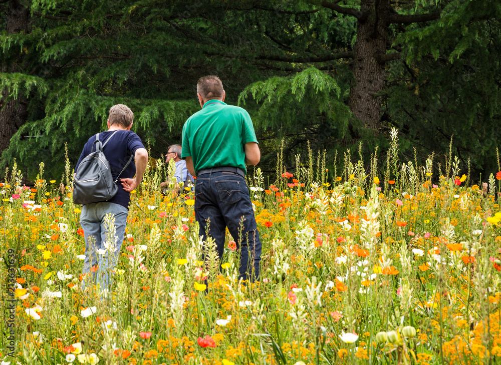 Trauttmansdorff Garden in Meran (Merano), Italy - june 27, 2018 : visitors walking in the flowery meadow of the famous Merano gardens in Trentino Alto Adige, northern italy Trauttmansdorff Garden in Meran (Merano), Italy - june 27, 2018 : visitors walking in the flowery meadow of the famous Merano gardens in Trentino Alto Adige, northern italy