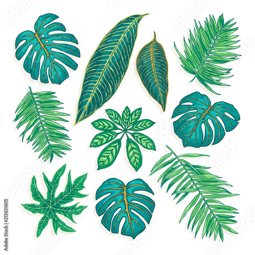Set of illustrations of tropical plants. Freehand drawing.  Can be used for scrapbook  postcards  print  etc.