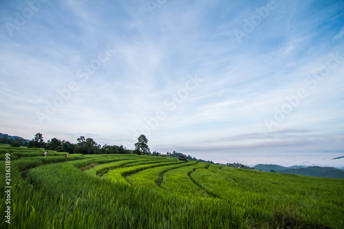 rice terrace in Thailand