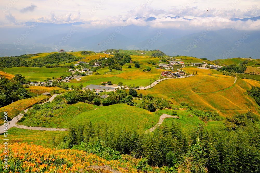 Daylily Flowers Blooming in summer in Liushidan Mountain (Sixty Stone Mountain) in Hualien, Taiwan Daylily Flowers Blooming in summer in Liushidan Mountain (Sixty Stone Mountain) in Hualien, Taiwan