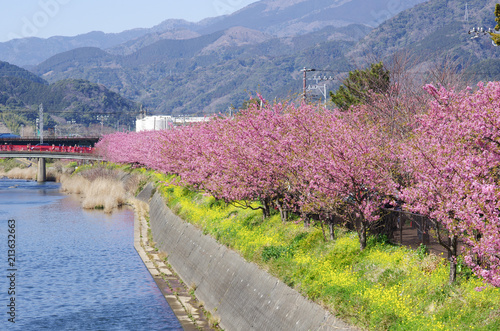 River, Yellow Field Mustard and Kawazu Cherry Blossoms photo