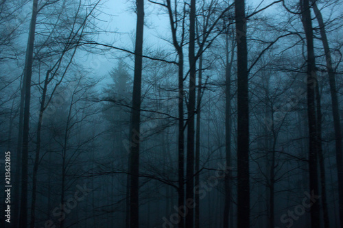 Silhouette of dry trees in the mist. Lonely landscape.