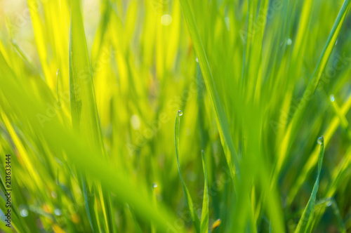 Bokeh Dew Drops on Green Grass Abstract Background
