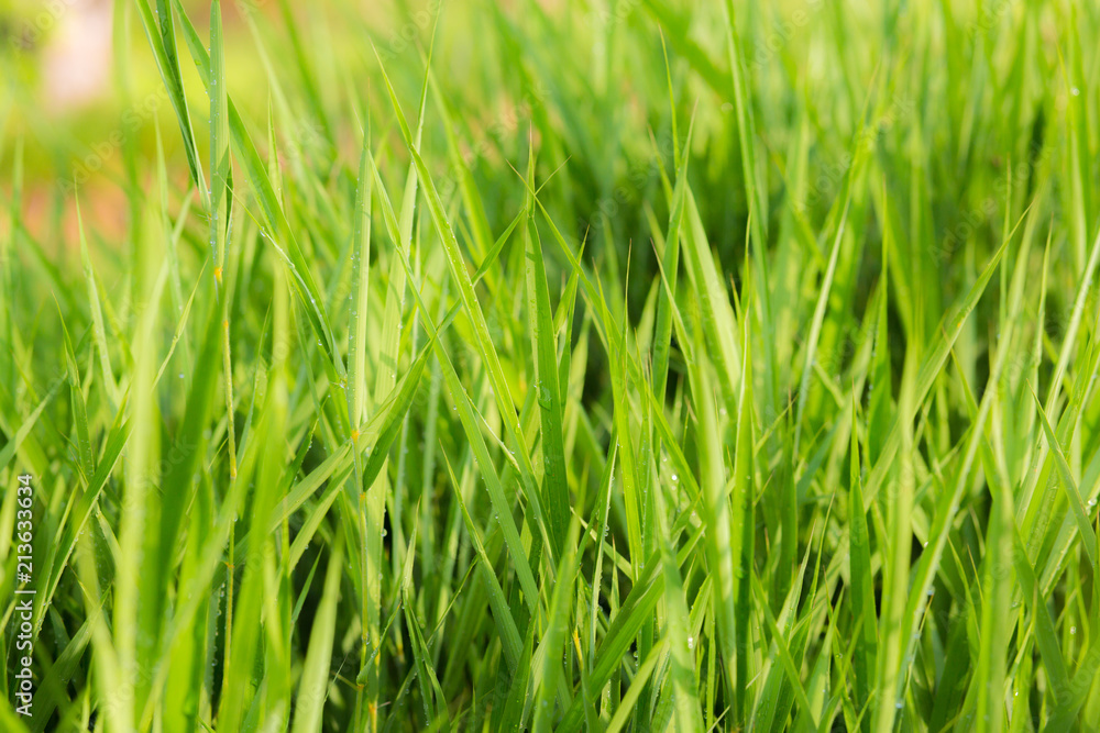 green grass nature background. green grass nature background.