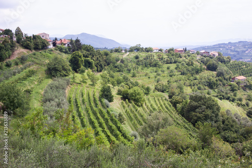 San Martino / Smartno wine region of Brda, Slovenia photo