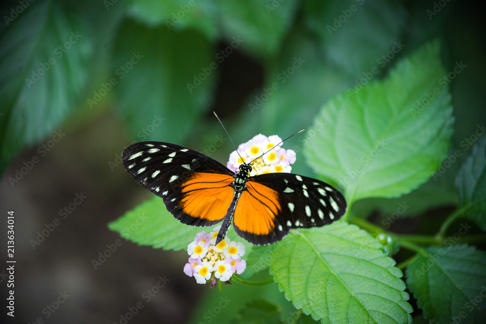 Beautiful butterfly with orange black wings and white dots sitting on a small flower Beautiful butterfly with orange black wings and white dots sitting on a small flower