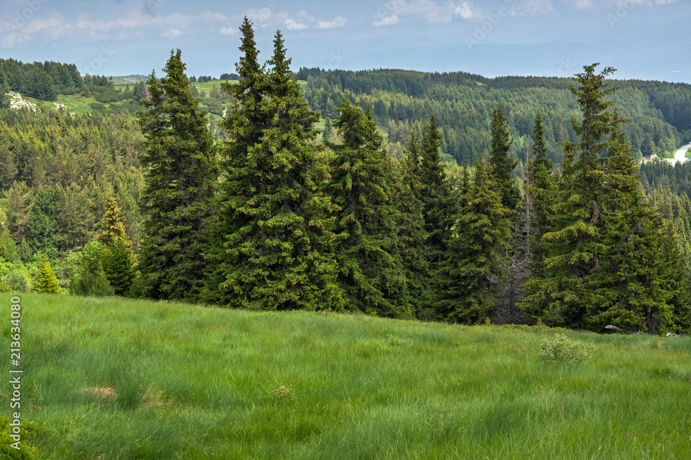 Fototapeta premium Amazing Landscape with green hills at Vitosha Mountain, Sofia City Region, Bulgaria