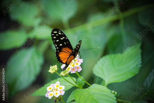 Beautiful butterfly with orange black wings and white dots sitting on a small flower