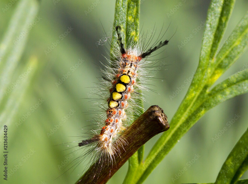 Mother caterpillar (Orgyia antiqua). The extraordinary beauty of the young caterpillar stockli yellow bristles on the back and black tassels on the ends. Mother caterpillar (Orgyia antiqua). The extraordinary beauty of the young caterpillar stockli yellow bristles on the back and black tassels on the ends.