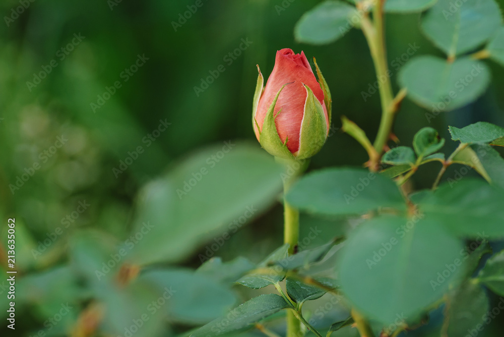 Buds of a rose