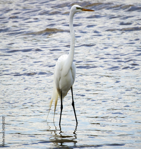 Great egret with coat and tails