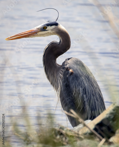 Great blue heron needs hair gel