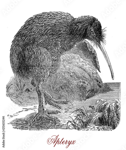 Vintage engraving of Kiwi or Apterix australis, flightless birds native to New Zealand. The greek-derived name means 