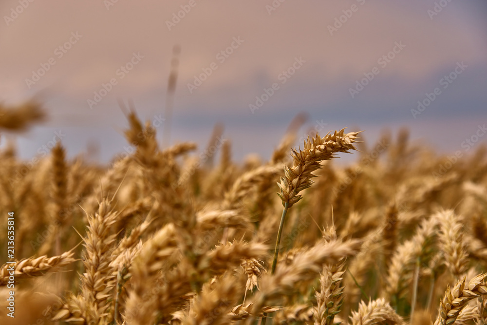 Obraz premium field of ripe wheat