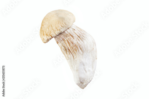 Porcini mushroom, cep, ( Boletus edulis) isolated on a white background