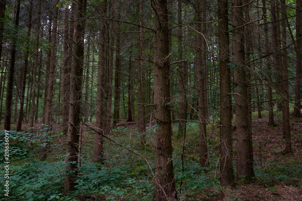 Naklejka premium coniferous forest, tree trunks
