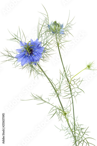 Fototapeta Naklejka Na Ścianę i Meble -  Jungfer im Grünen (Nigella damascena)