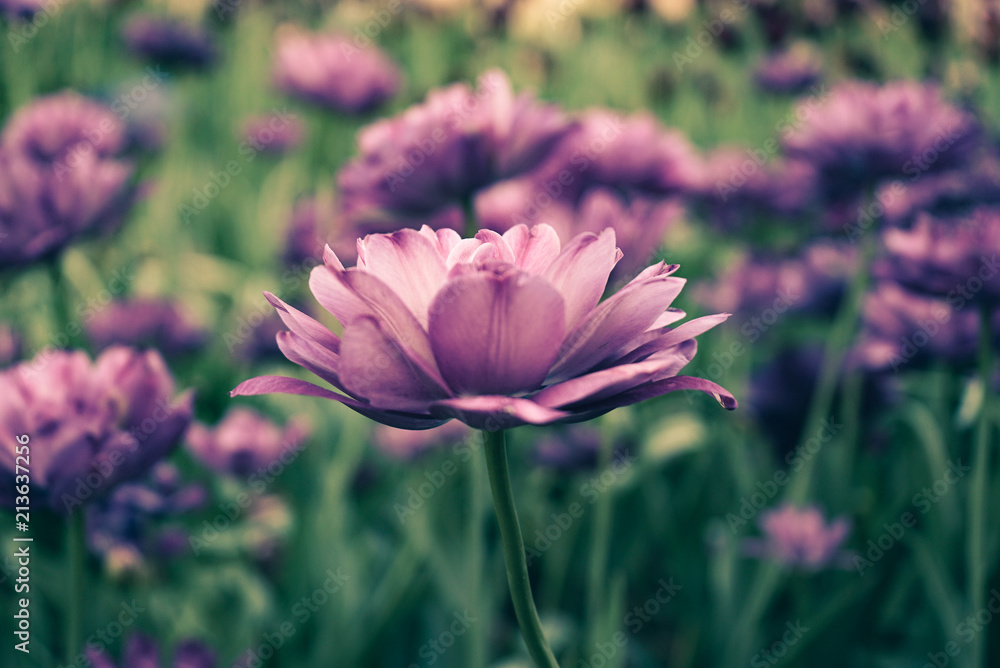 Flowers, Pink Lavender Tulips in garden with blurred green background Flowers, Pink Lavender Tulips in garden with blurred green background