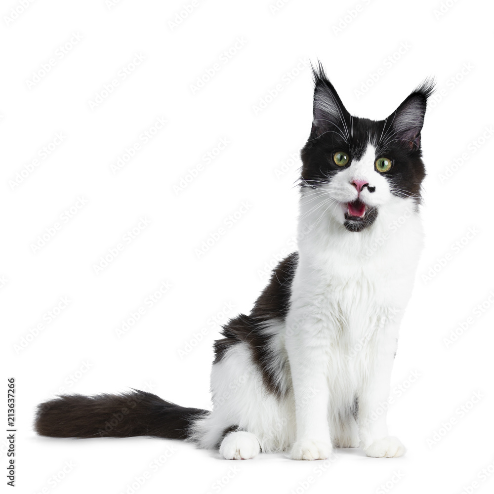 Gorgeous funny black and white young adult Maine Coon girl sitting straight looking playful in lens isolated on white background with open mouth