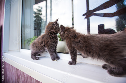 beautiful dark kittens on the windowsill of Maine Coon