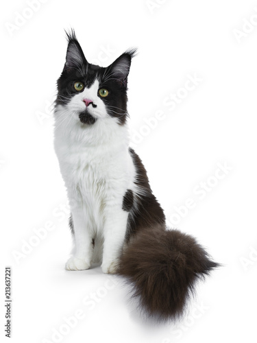 Gorgeous playful black and white young adult Maine Coon girl sitting  on white background with huge tail beside body, looking straight in lens