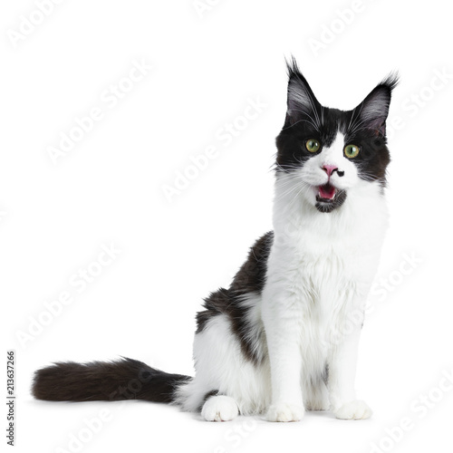 Gorgeous funny black and white young adult Maine Coon girl sitting straight looking playful in lens isolated on white background with open mouth