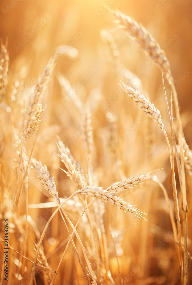 Wheat field. Rural Scenery under Shining Sunlight. A background of the ripening wheat. Rich harvest. Wheat field. Rural Scenery under Shining Sunlight. A background of the ripening wheat. Rich harvest.