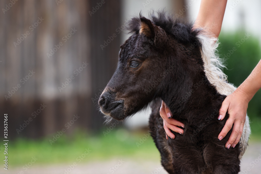 portrait of a shetland pony foal in summer portrait of a shetland pony foal in summer