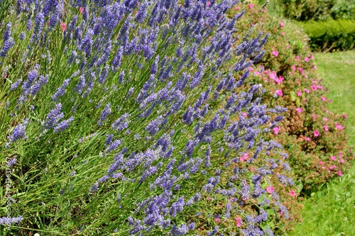 Fototapeta Naklejka Na Ścianę i Meble -  Lavande sur un talus en Bretagne