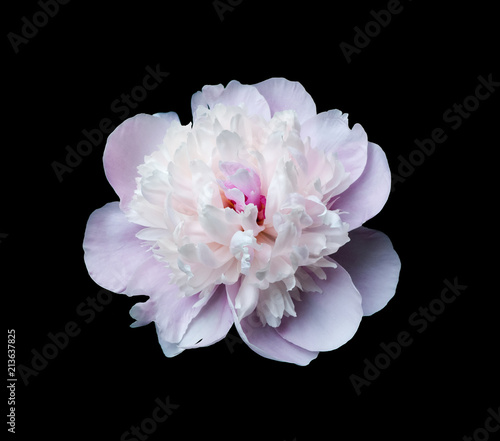 Pink peony on a black background © epitavi