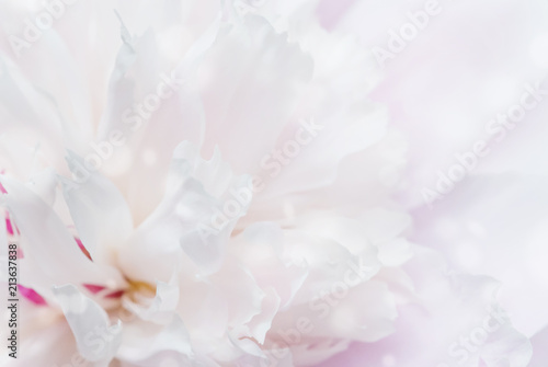 Pink peony flower close-up as a background