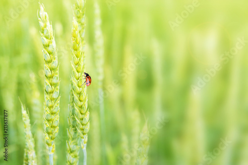 Lady bug on ears of wheat