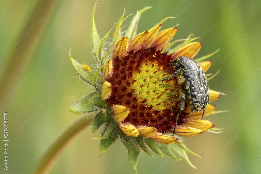 Beetle  Tropinota hirta( Epicometis  hirta)   on the  flower of gaillardia