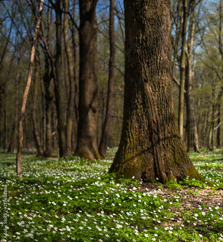 Anemone nemorosa flower in the forest in the sunny day. Wood anemone, windflower, thimbleweed. Fabulous green forest with white flowers. Beautiful summer forest landscape. Anemone nemorosa flower in the forest in the sunny day. Wood anemone, windflower, thimbleweed. Fabulous green forest with white flowers. Beautiful summer forest landscape.
