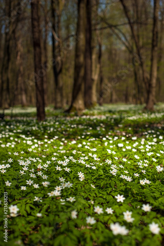 Fototapeta Naklejka Na Ścianę i Meble -  Anemone nemorosa flower in the forest in the sunny day. Wood anemone, windflower, thimbleweed. Fabulous green forest with  white flowers. Beautiful summer forest landscape.