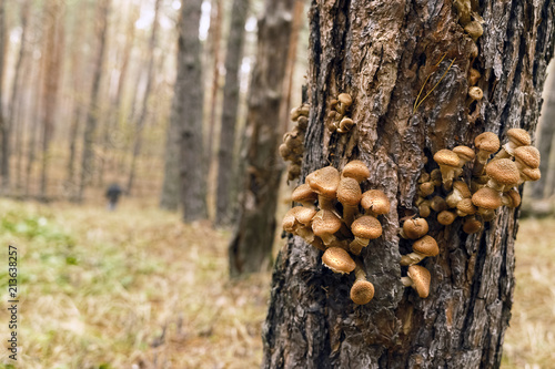 Honey fungus on the old tree trunk,  Armillaria mellea.