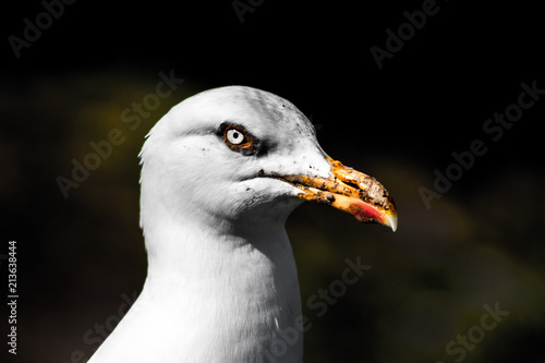 Crippy Seagull photo