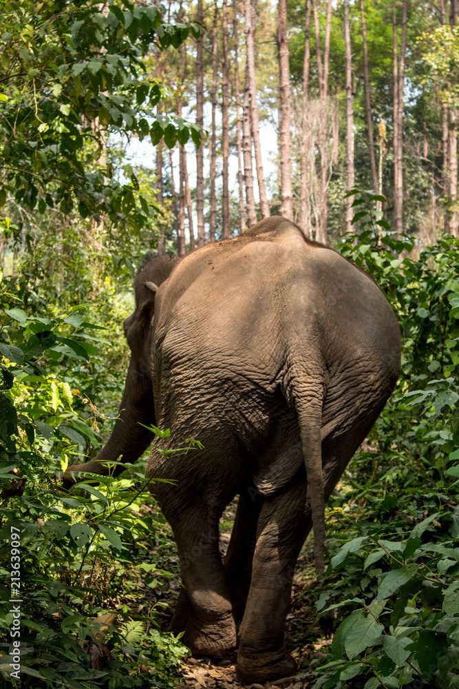 Fototapeta premium Elephant's ass