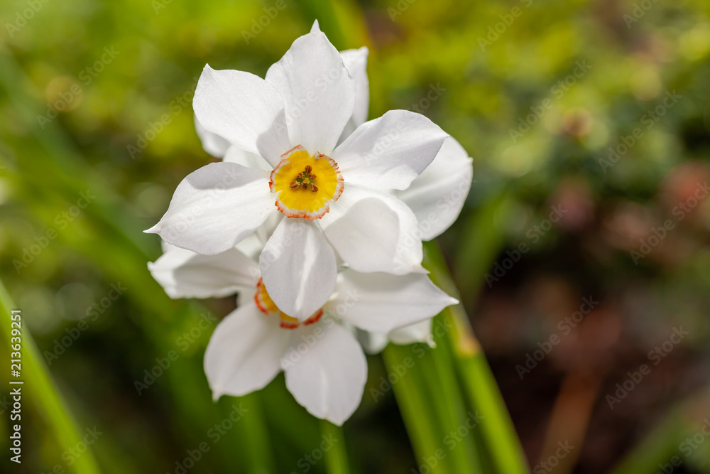 White flowers (Narcisus poeticus) in the garden White flowers (Narcisus poeticus) in the garden