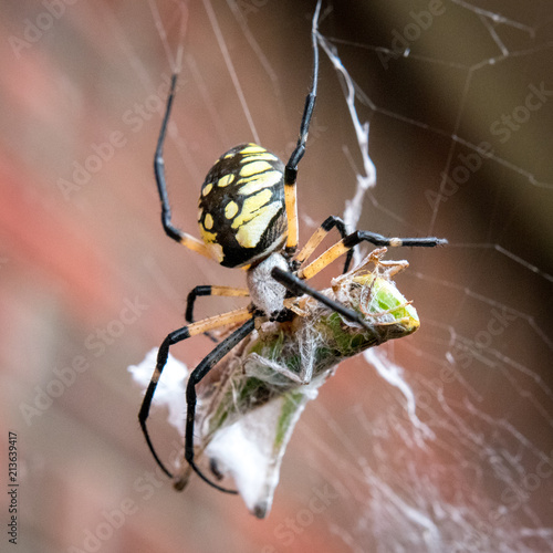 Garden spider eating grasshopper