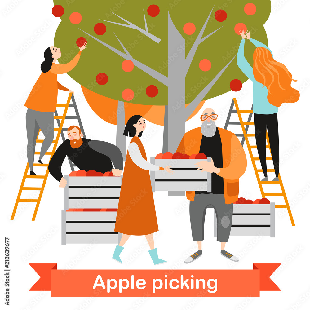 Happy people are picking apples in the garden. Harvest time. Vector illustration on a white background Happy people are picking apples in the garden. Harvest time. Vector illustration on a white background